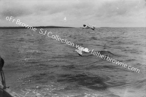 SEAGULLS RACING NEAR LAMBAY :ON EVEN TERMS